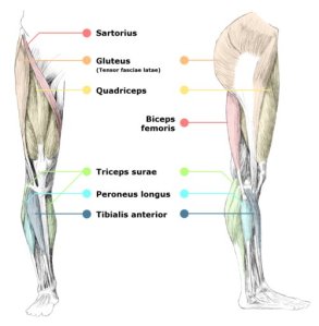 leg-muscles